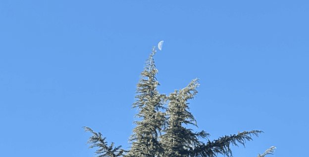 写真：ヒマラヤスギと三日月